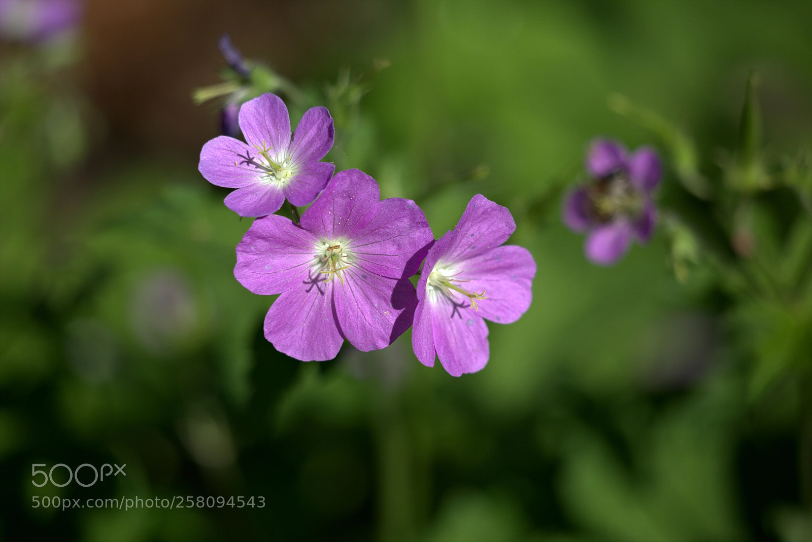 Canon EOS 6D sample photo. Purple flowers photography