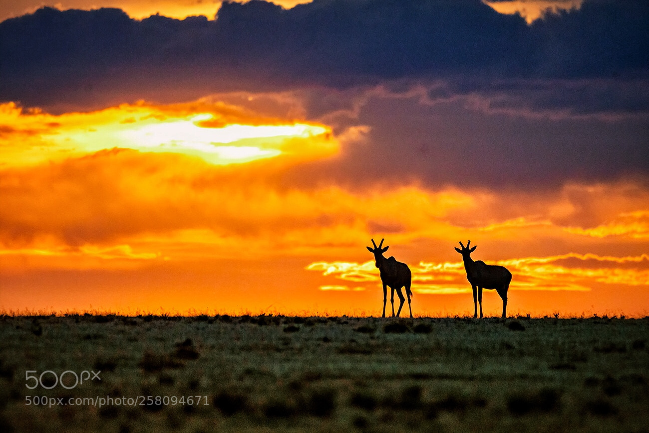 Sony a99 II sample photo. Sunset at masai mara photography