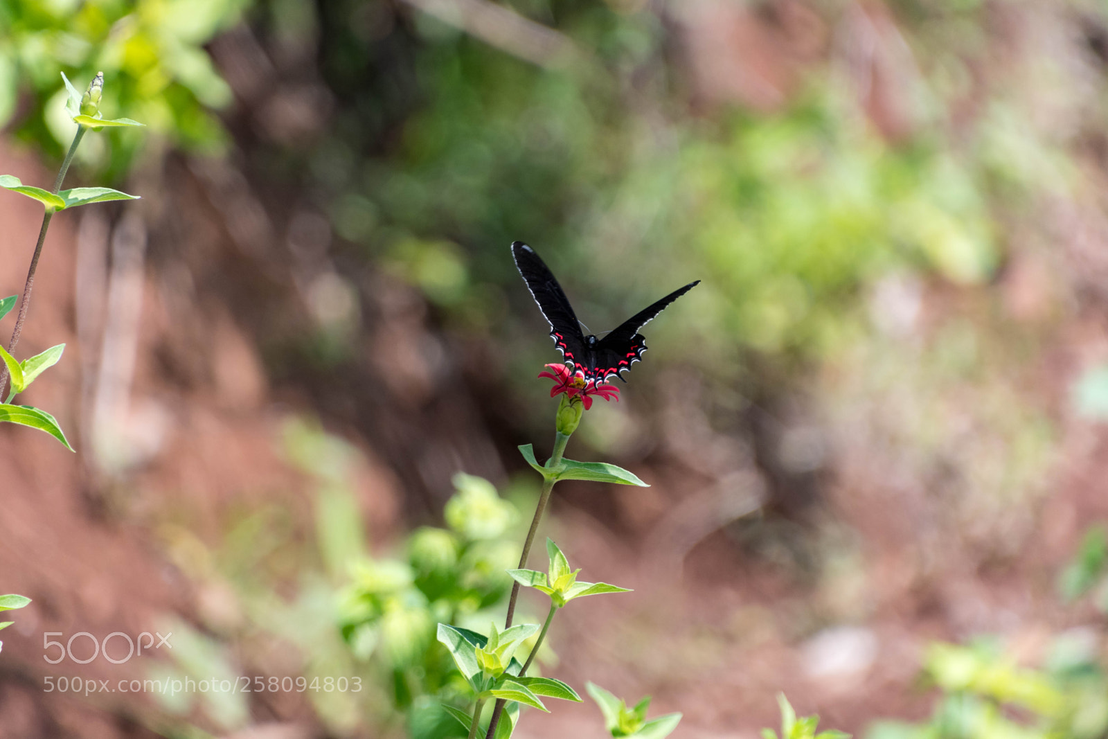 Nikon D7500 sample photo. Black butterfly photography