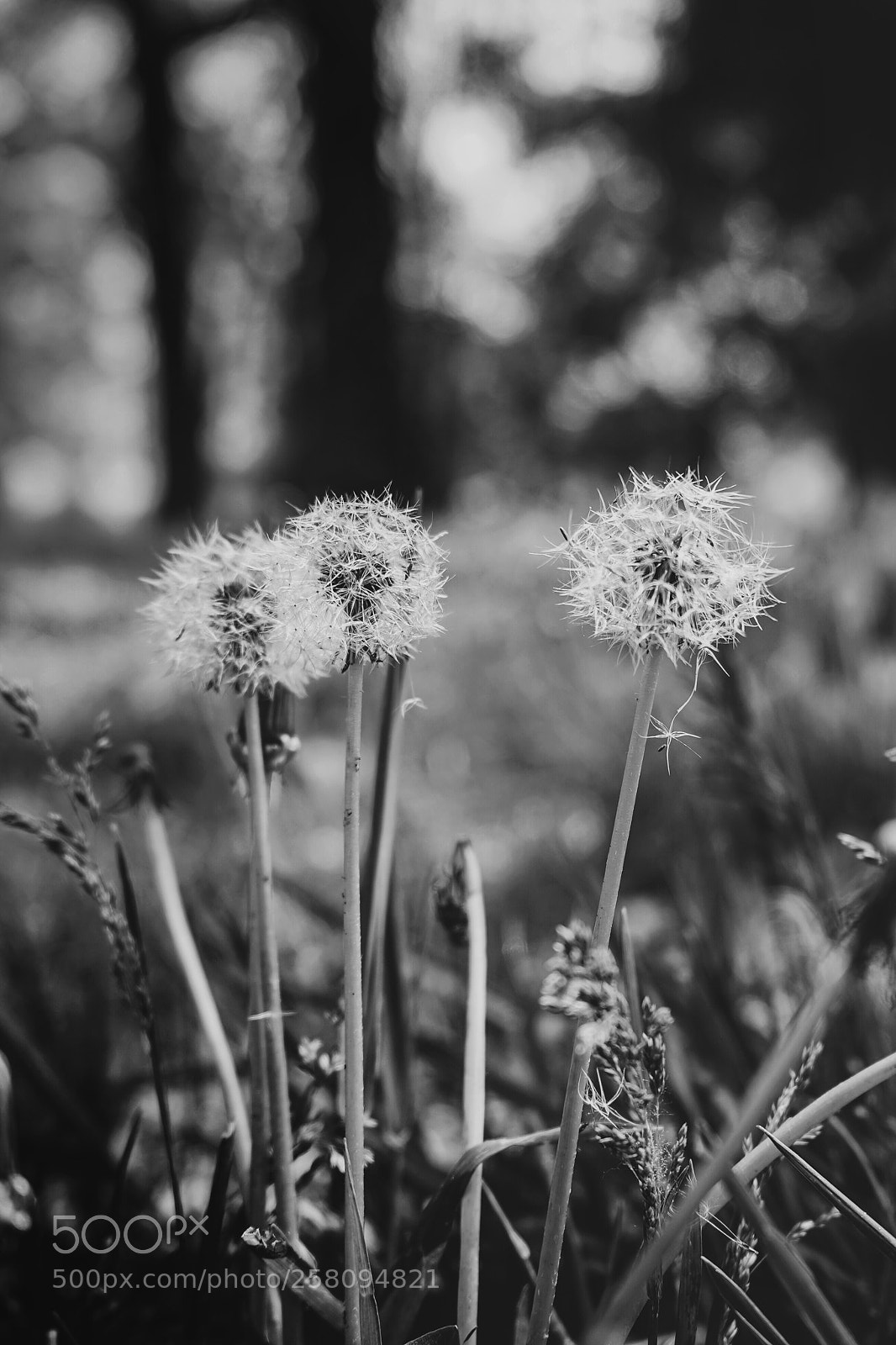 Sony a7 III sample photo. The little details  photography