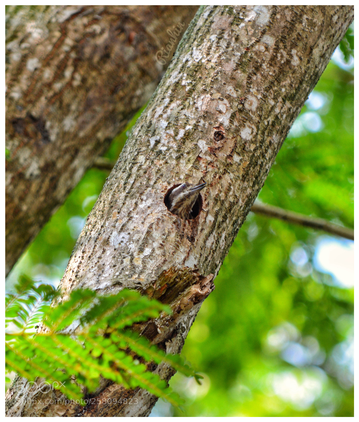 Nikon D3200 sample photo. Woodpecker photography