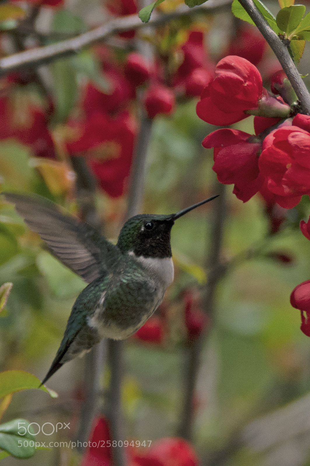 Nikon D500 sample photo. Hummingbird in flight photography