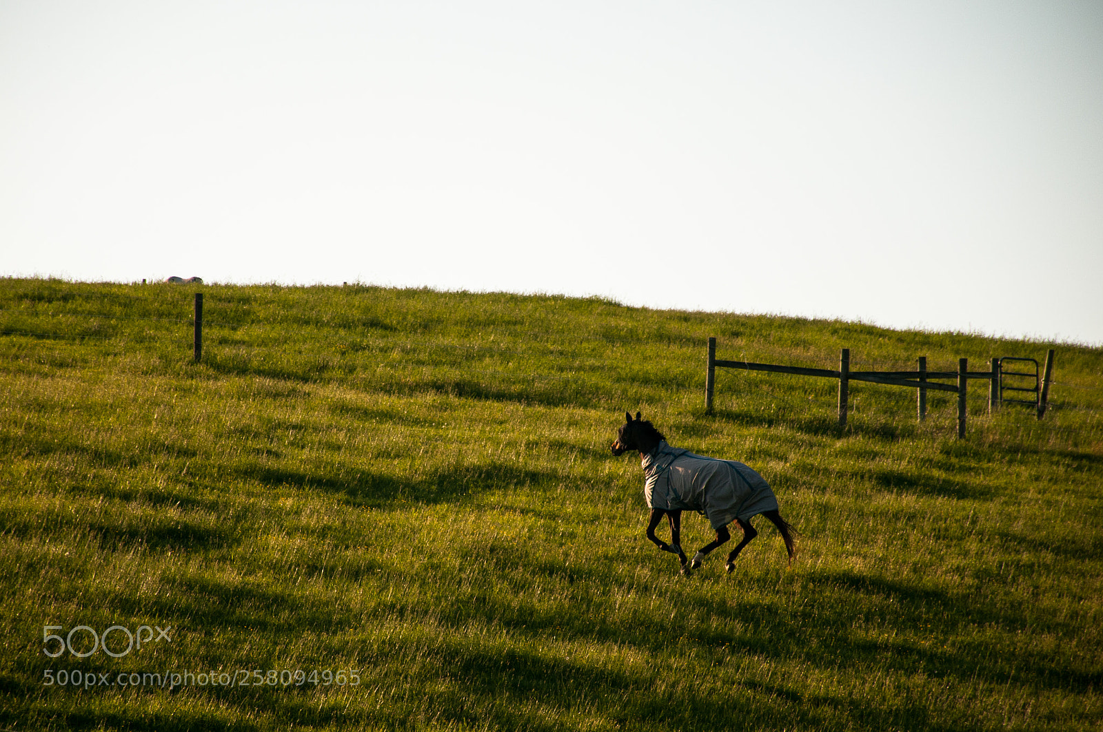 Nikon D300 sample photo. Galloping into the sunset photography