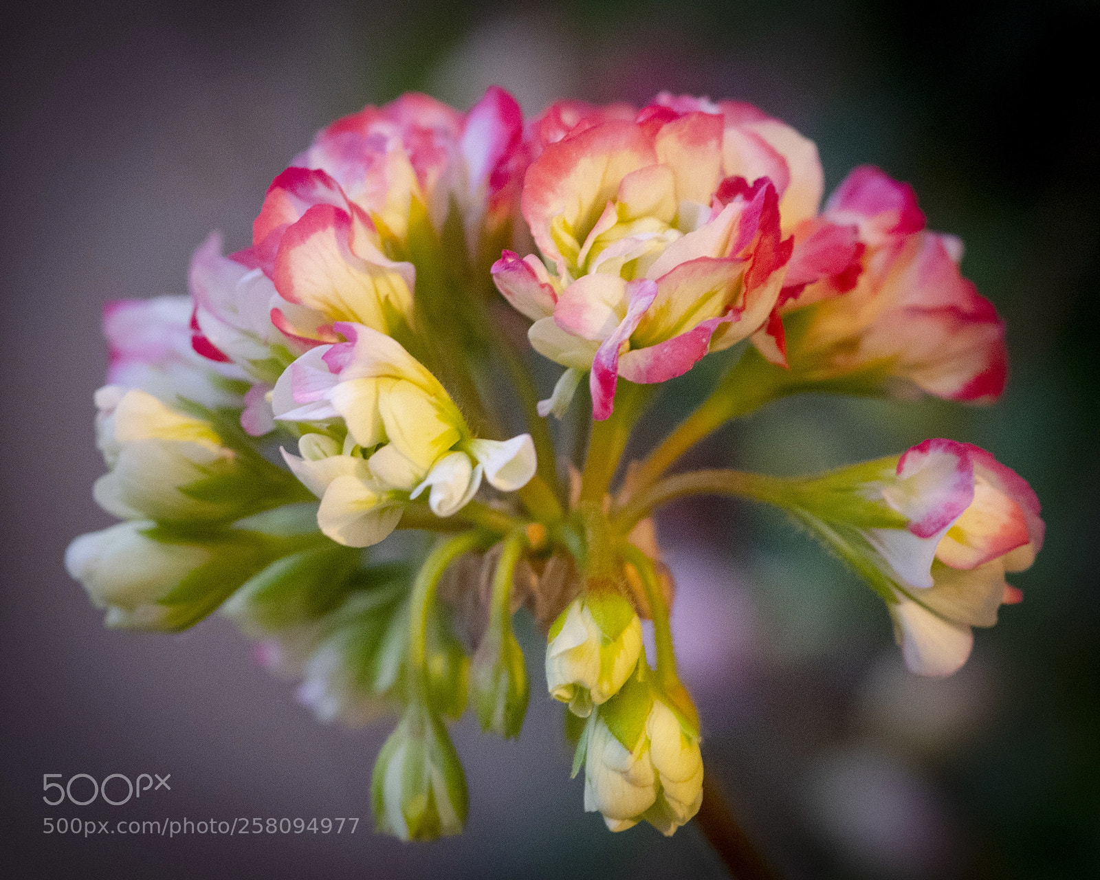 Nikon D850 sample photo. Yellow dr photography