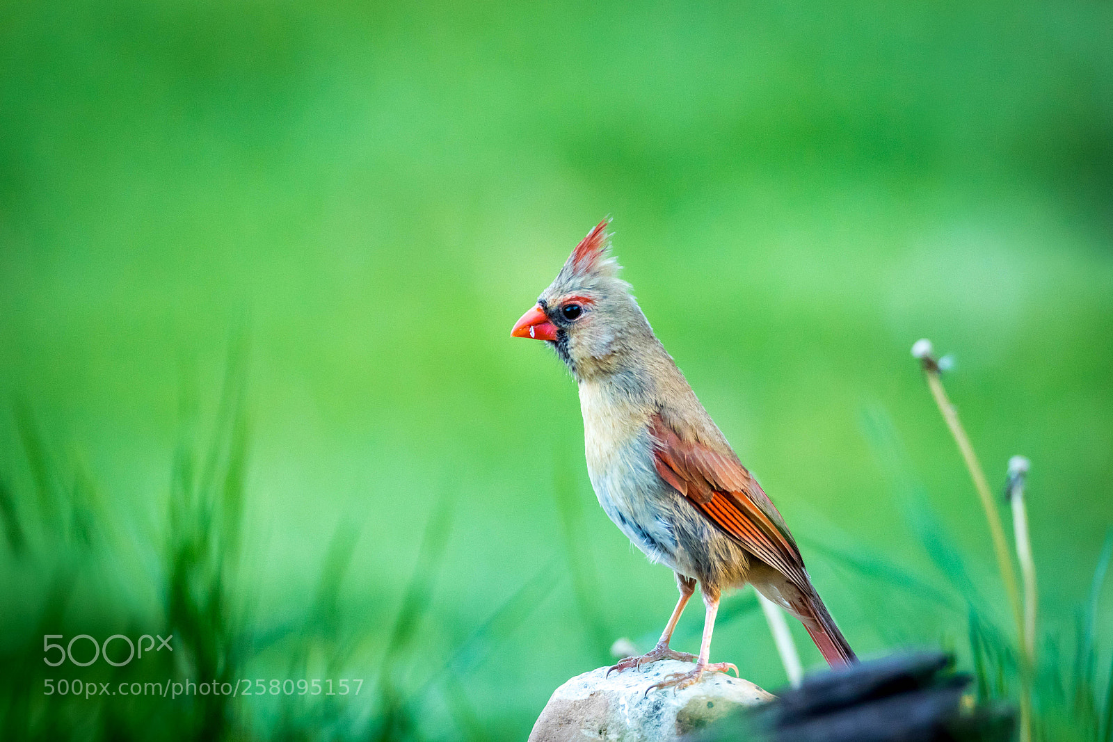 Canon EOS 7D Mark II sample photo. Female cardinal photography