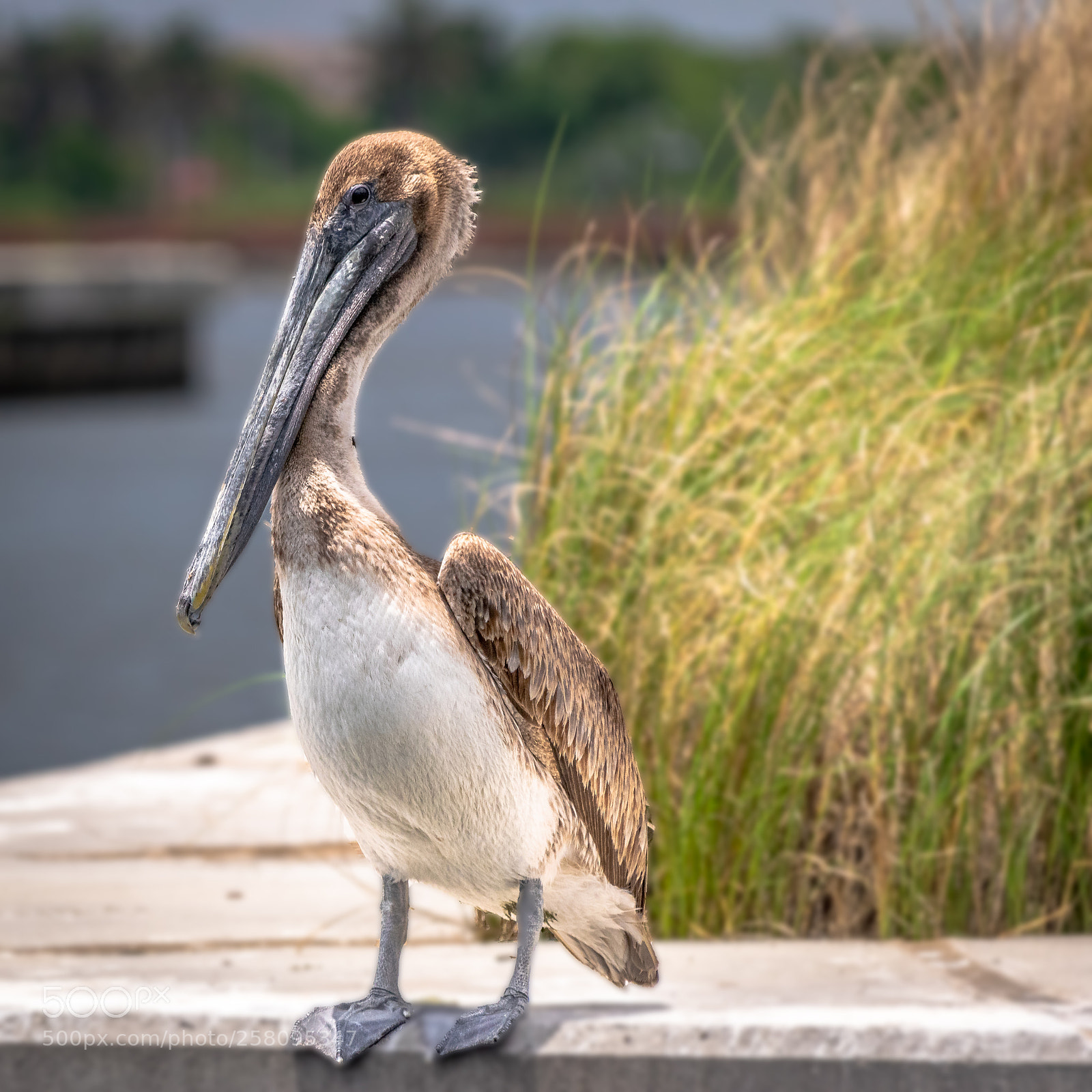 Nikon D5300 sample photo. Pelican photography