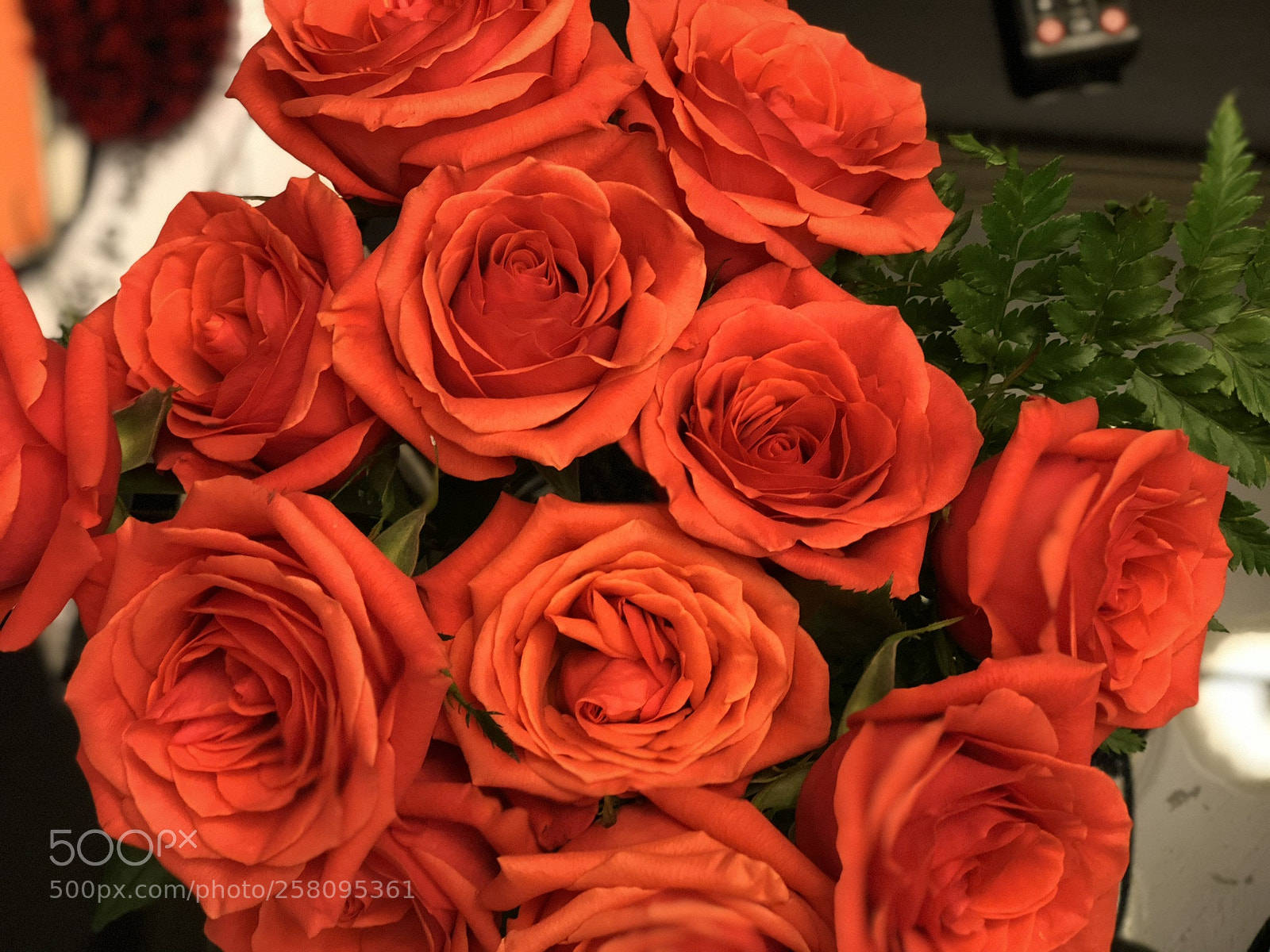 Apple iPhone X sample photo. Fdaac aecd eddfddc photography