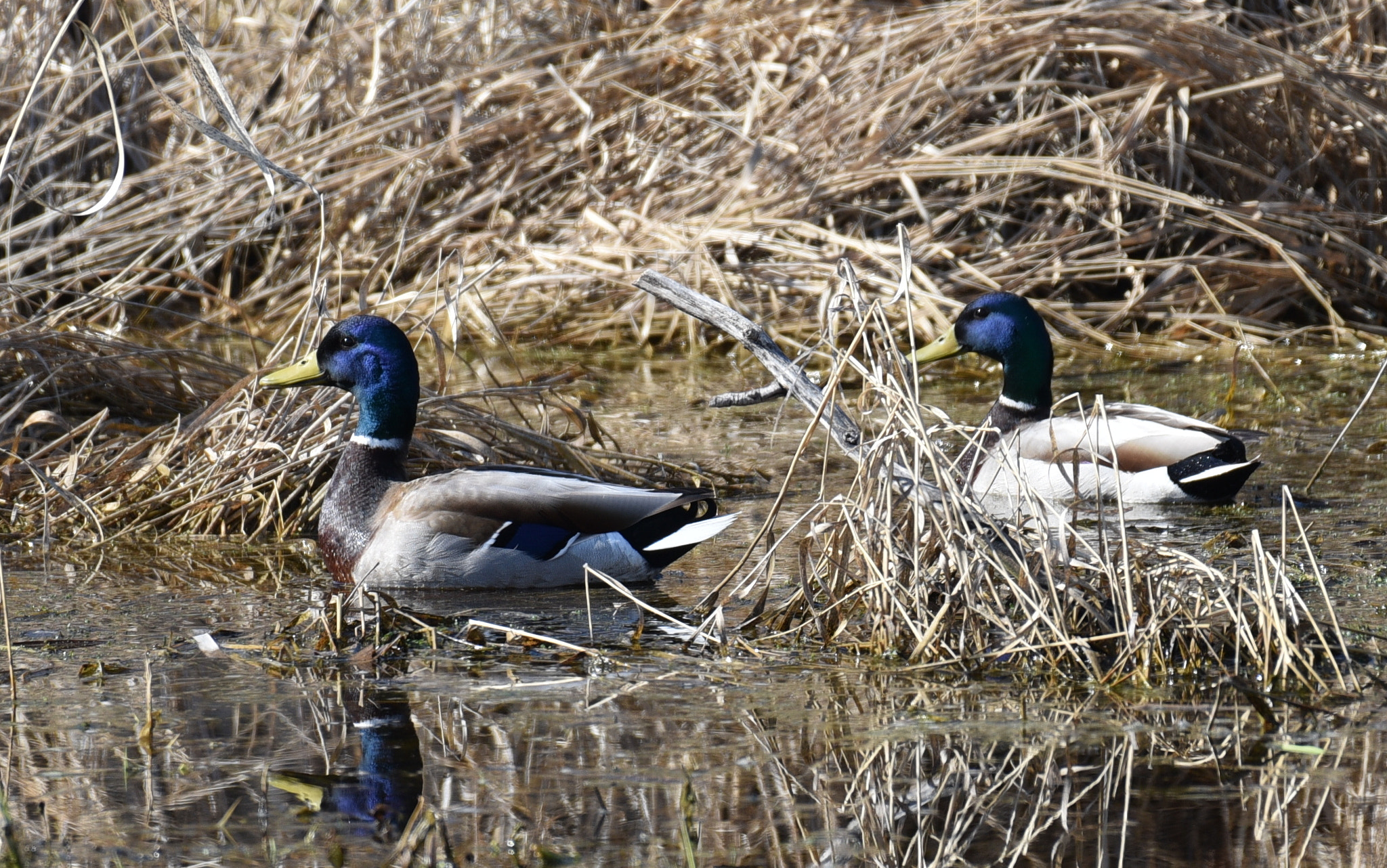 Nikon D750 + Nikon AF-S Nikkor 200-500mm F5.6E ED VR sample photo. Blue headed drake mallards photography