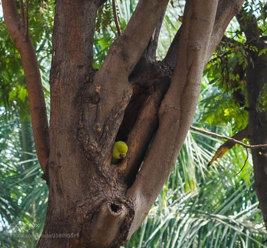 Nikon D5000 sample photo. Contemplating the week ahead photography