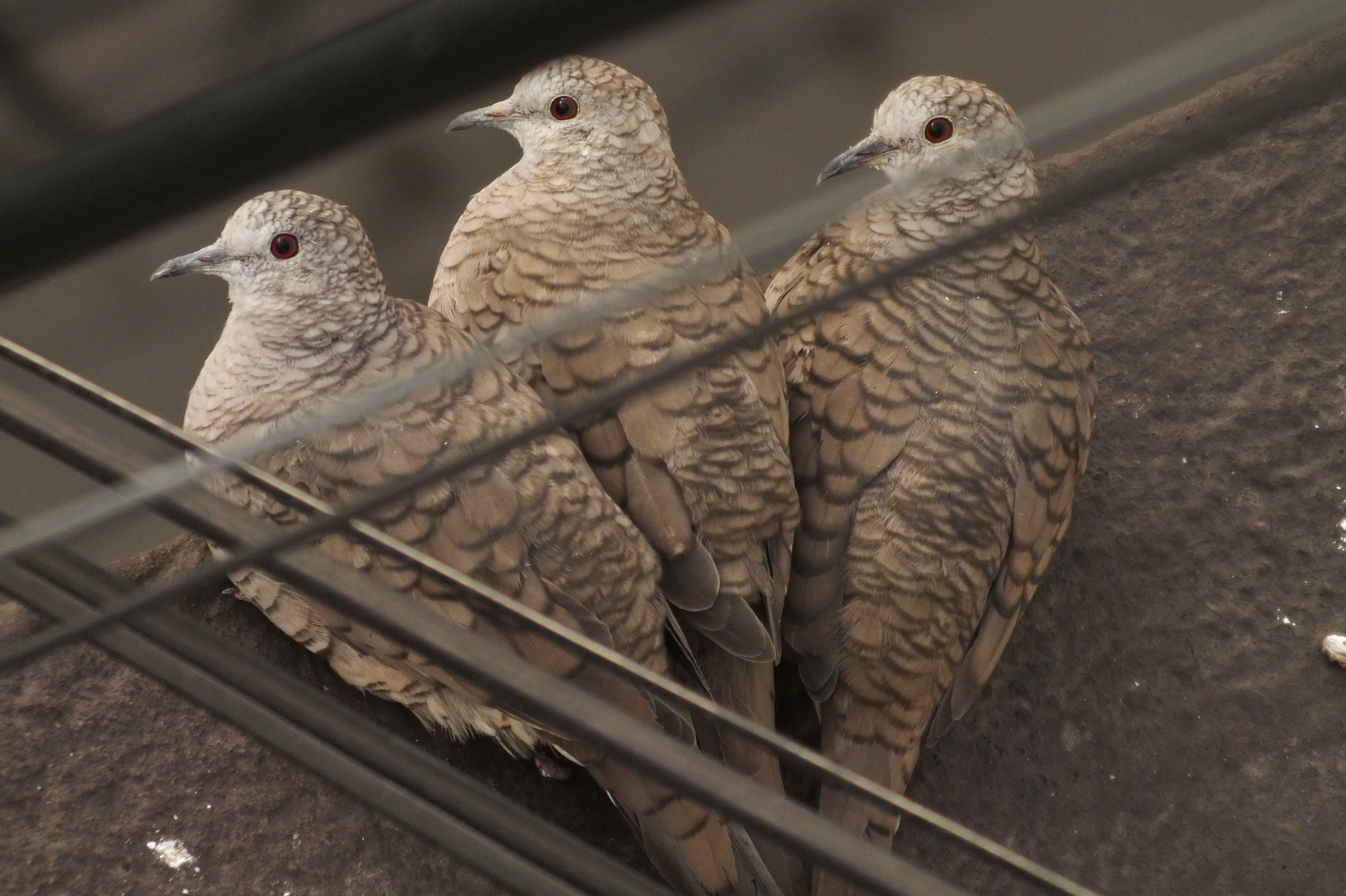 FujiFilm FinePix HS20 EXR (FinePix HS22 EXR) sample photo. Aves de ciudad photography