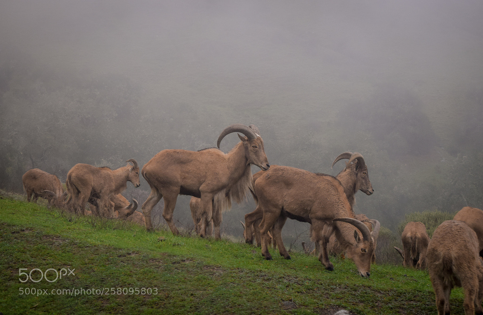 Nikon D5300 sample photo. Alaskan big horn sheep photography