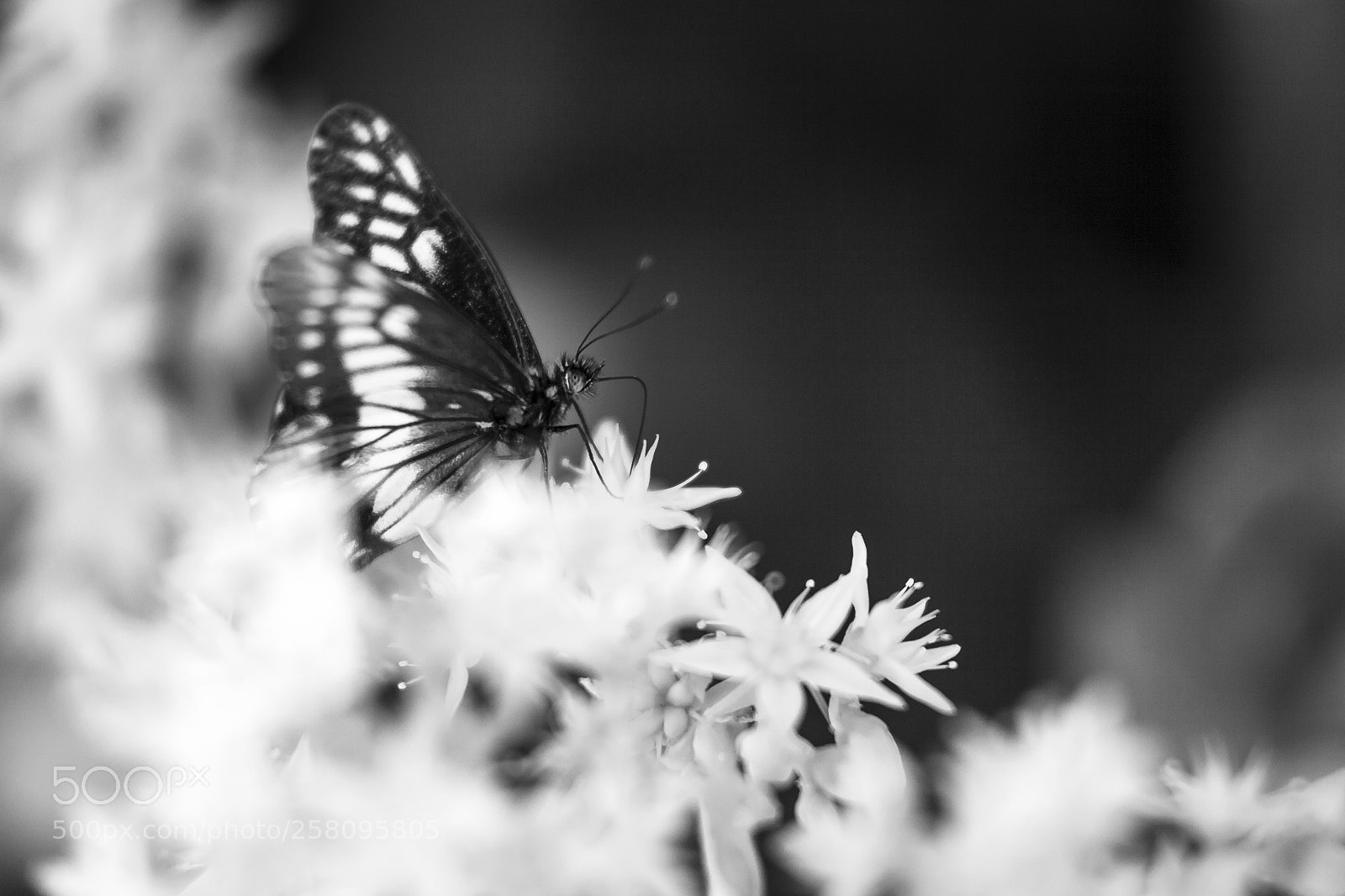 Canon EOS 5D Mark II sample photo. She photography
