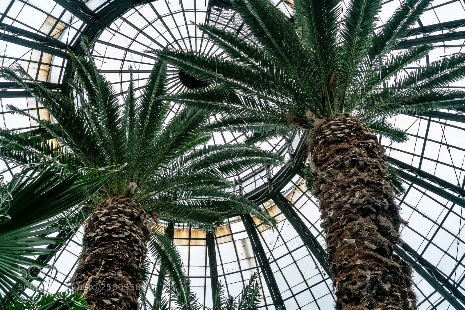 Sony a7R II sample photo. Inside the dome photography