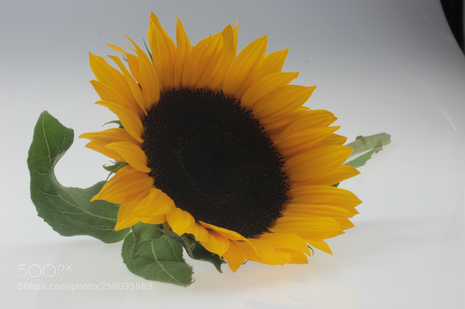 Canon EOS 600D (Rebel EOS T3i / EOS Kiss X5) sample photo. Img photography