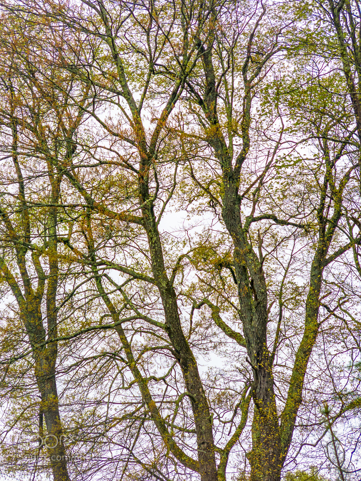 Canon PowerShot G15 sample photo. Spring trees photography