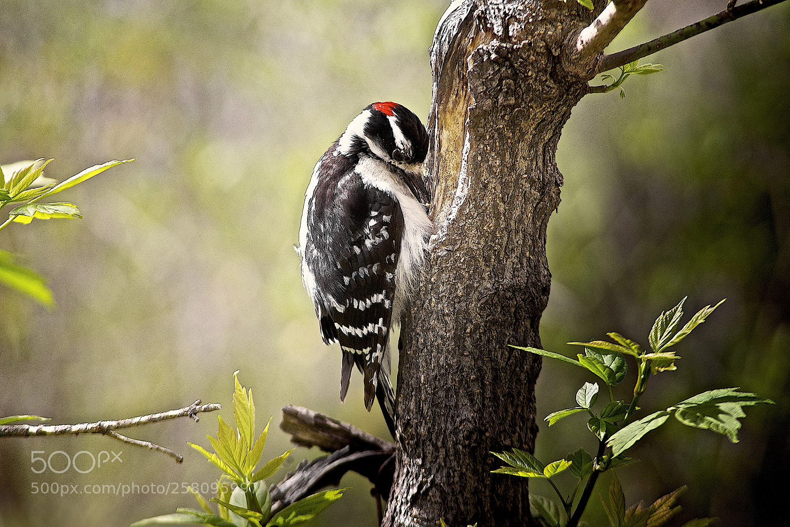 Pentax K-1 sample photo. Downy woodpecker photography