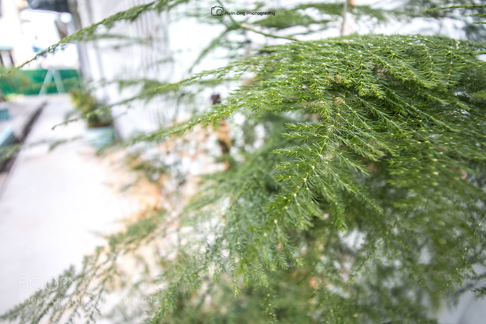 Canon EOS 70D sample photo. 18-1.jpg photography