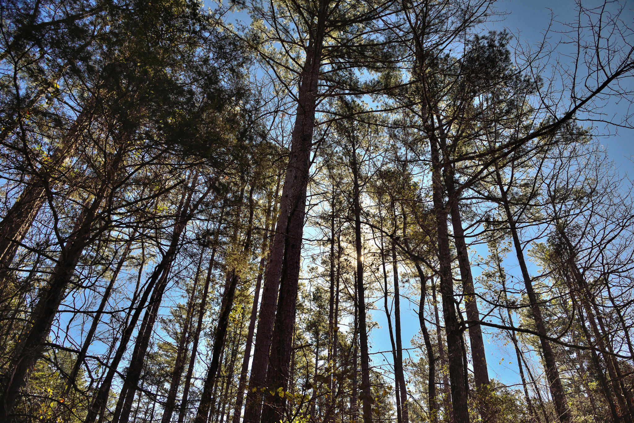 Nikon D800E + Nikon AF-S Nikkor 24-120mm F4G ED VR sample photo. Sunlight through the tall pine trees photography