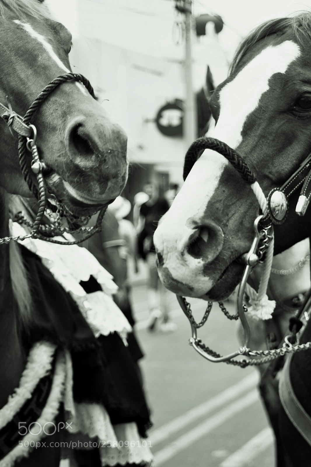 Canon EOS 450D (EOS Rebel XSi / EOS Kiss X2) sample photo. Horses photography