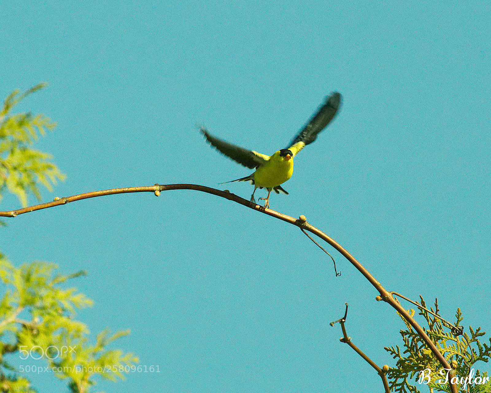 Sony SLT-A57 sample photo. Goldfinch takeoff photography
