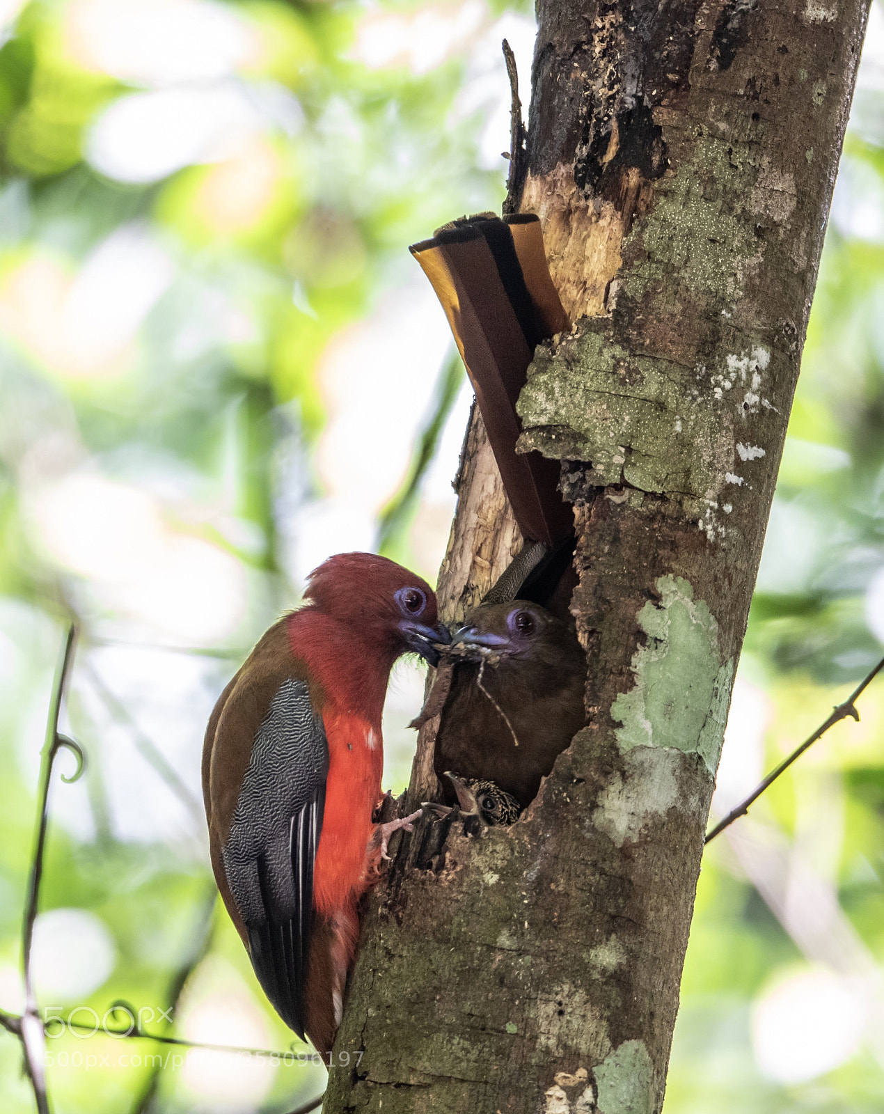 Canon EOS-1D X Mark II sample photo. Red-headed trogon@thailand. photography