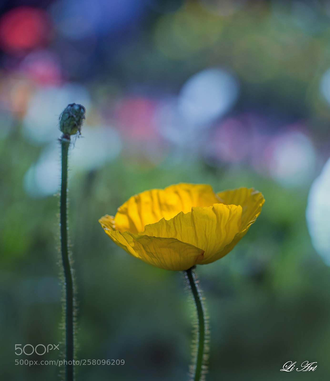 Canon EOS 6D sample photo. Untitled photography