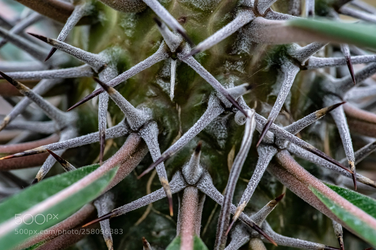 Sony a7 III sample photo. Inside the cactus photography