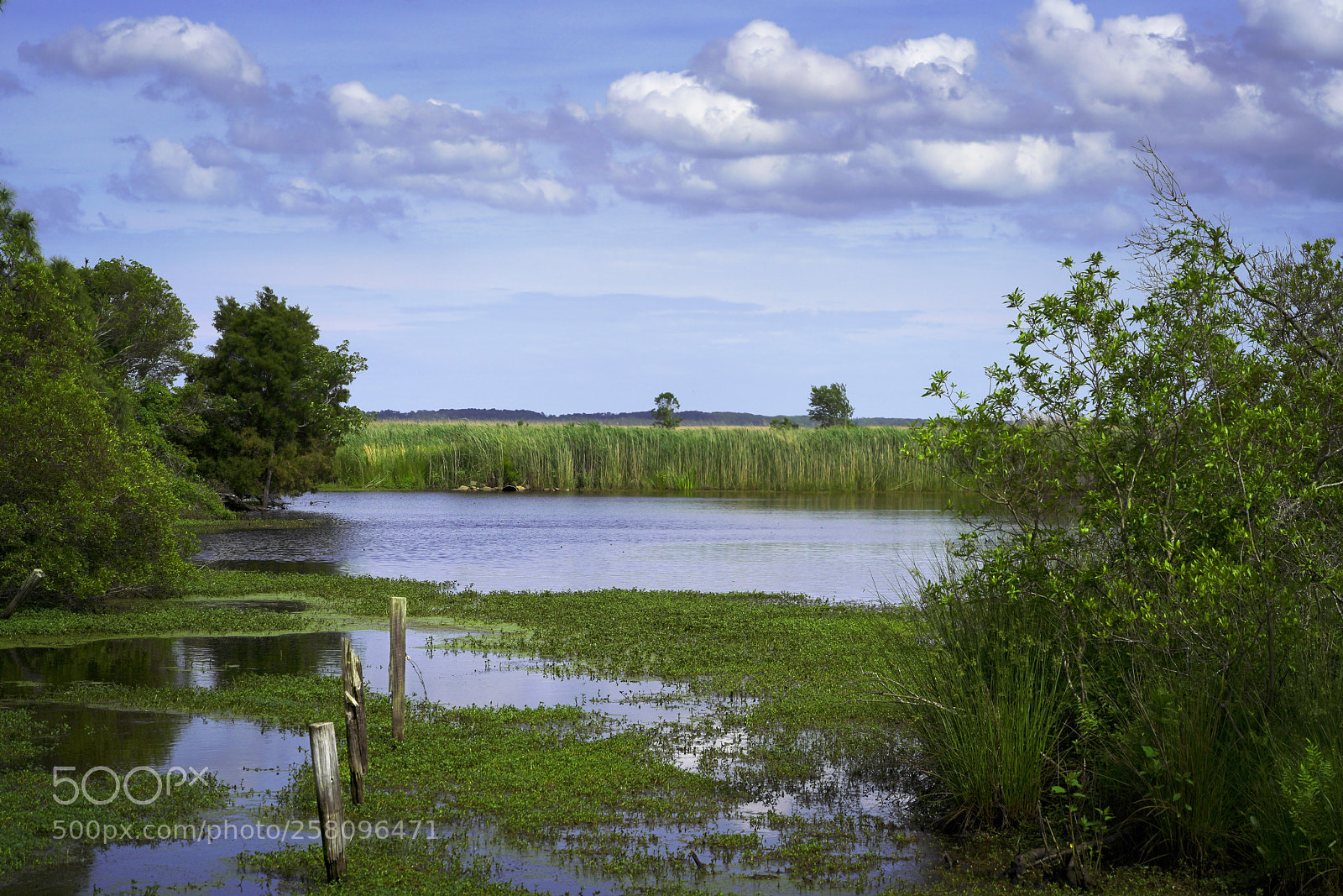 Sony a7R III sample photo. Mackay island wetlands photography
