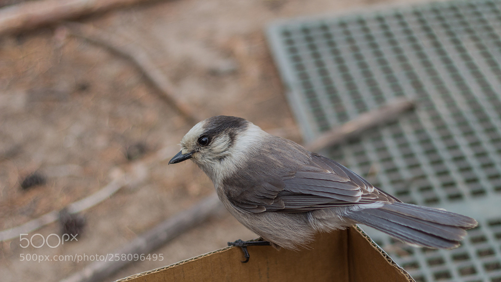 Canon EOS 700D (EOS Rebel T5i / EOS Kiss X7i) sample photo. Grey jay photography