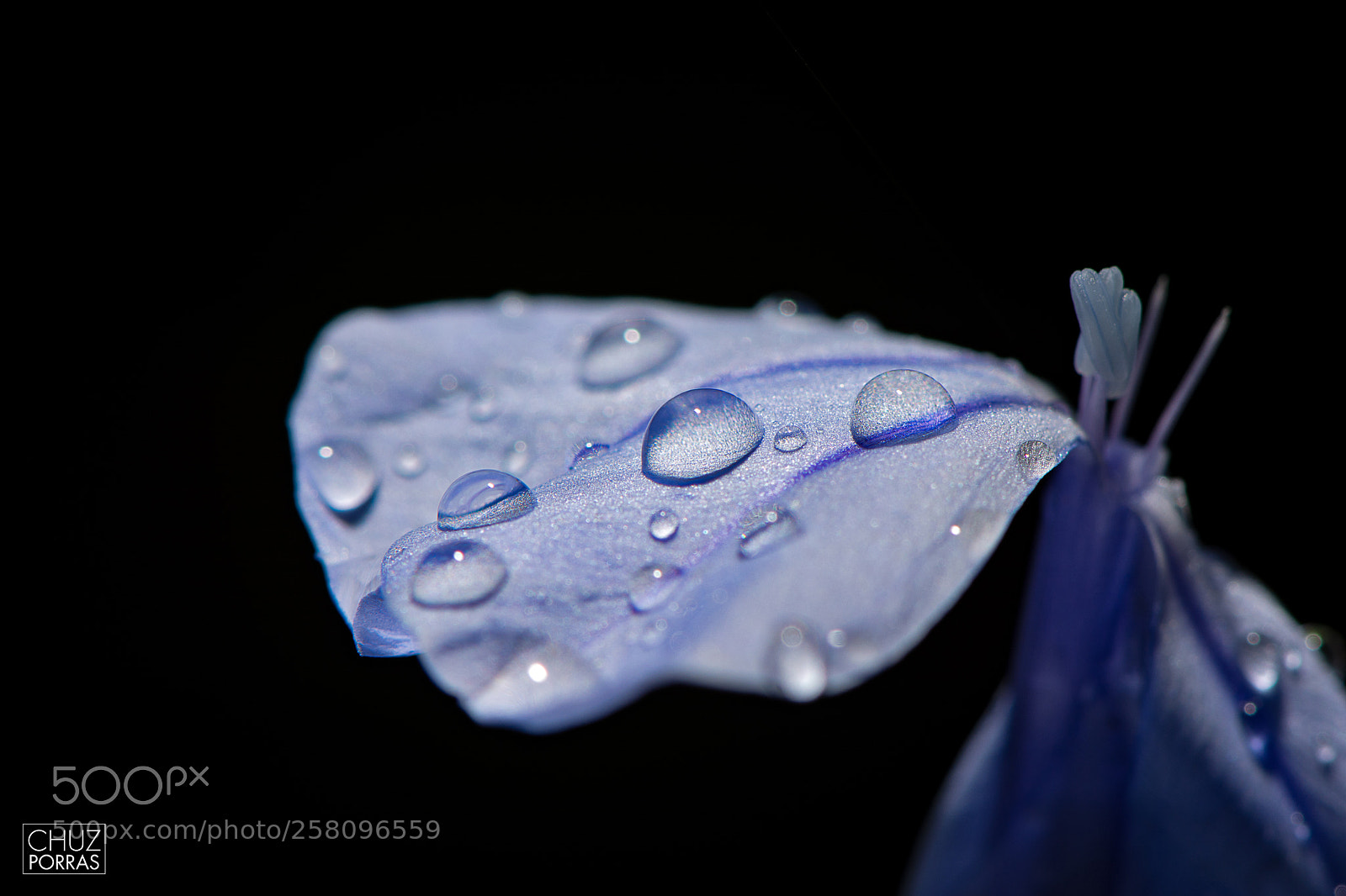Nikon D7100 sample photo. Droplets photography