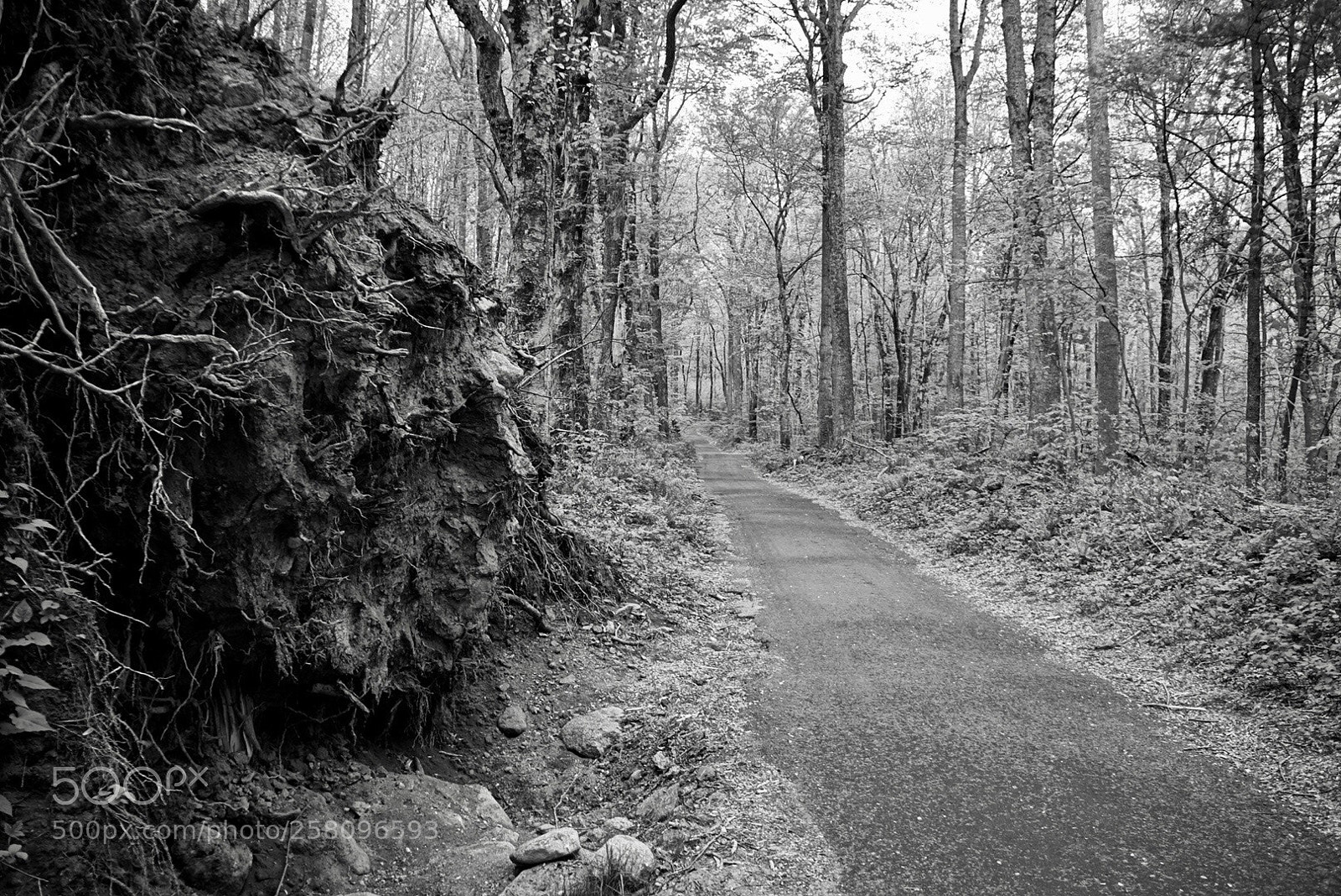 Sony a7 sample photo. Untitled photography