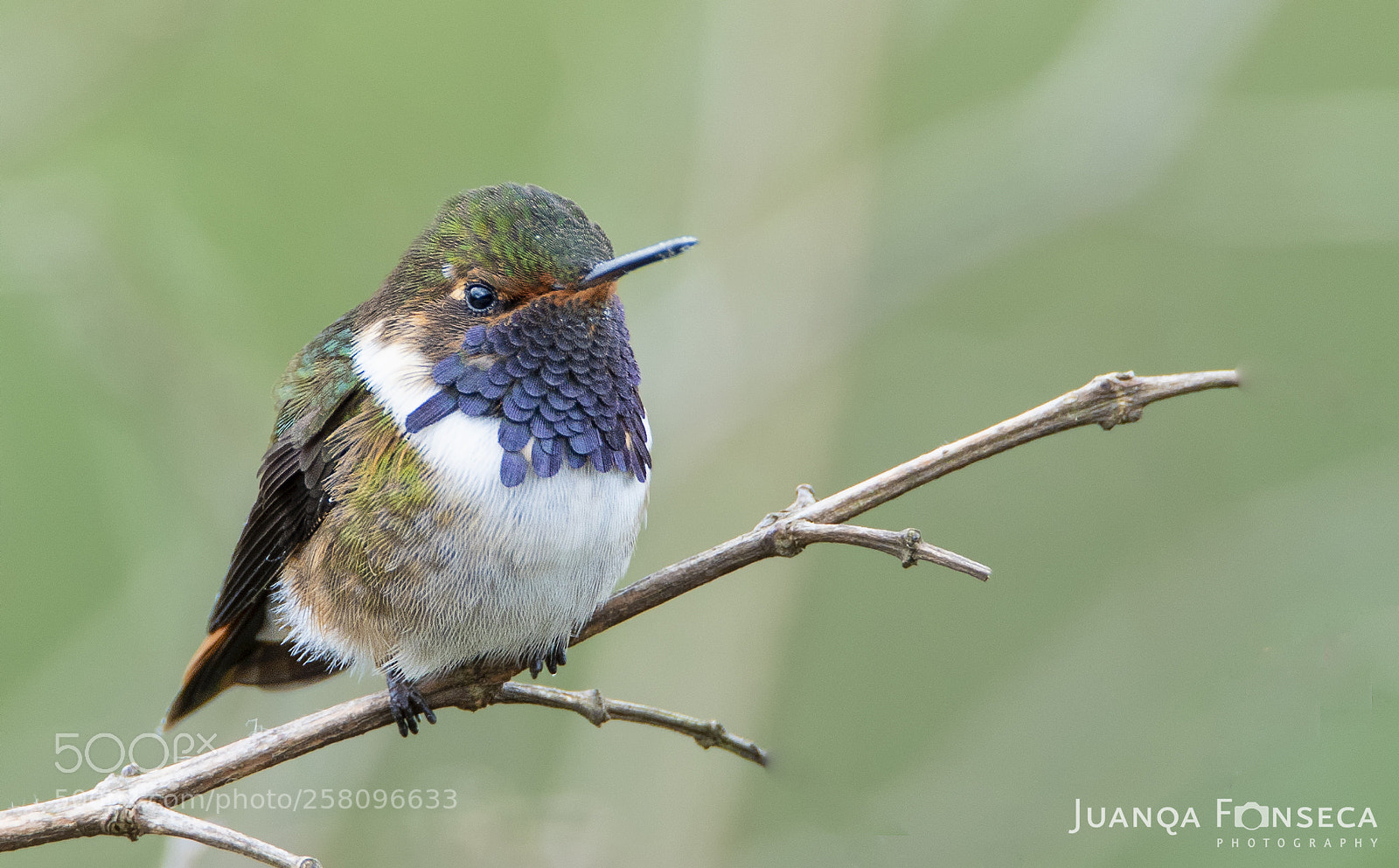 Sony a99 II sample photo. A wonderfull hummingbird photography