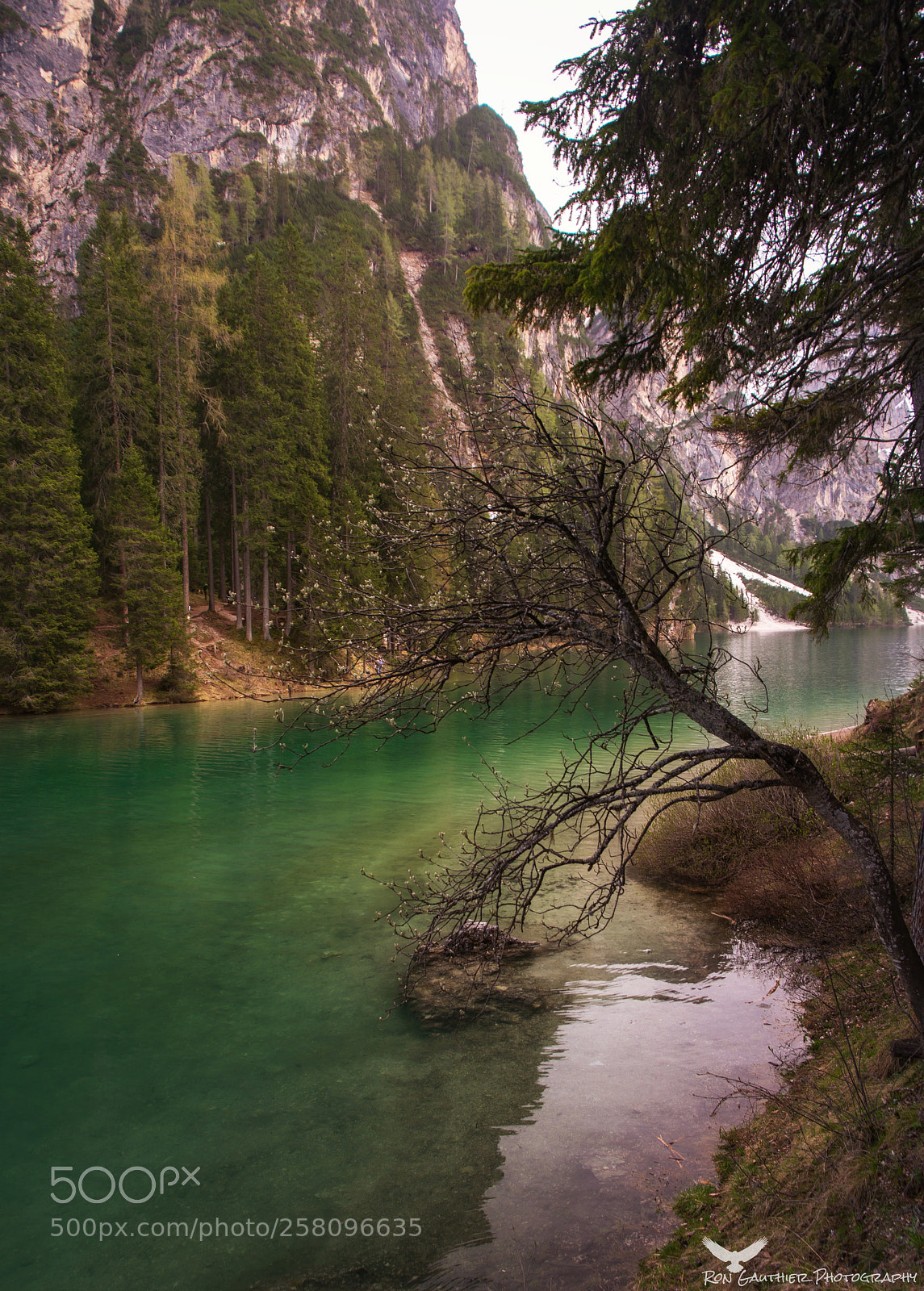 Nikon D610 sample photo. Green is the color photography