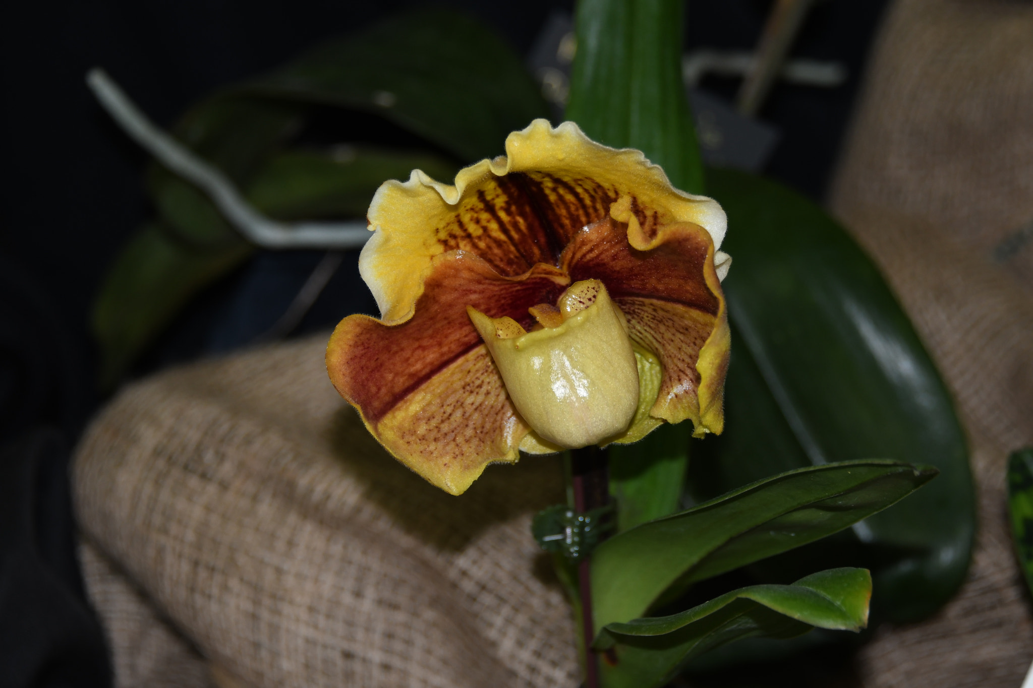 Nikon D7500 sample photo. Bil photography