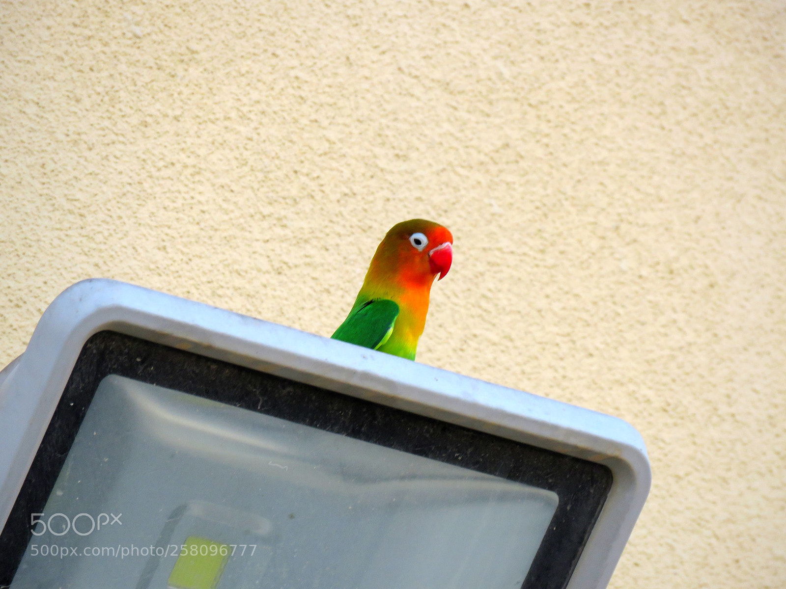Canon PowerShot SX60 HS sample photo. Colorful parrot photography