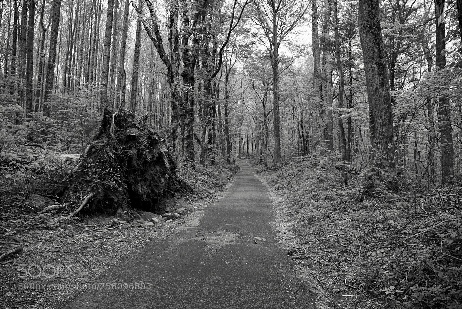 Sony a7 sample photo. Untitled photography