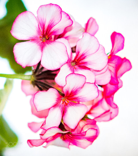 Nikon D7100 sample photo. Beautiful blooms photography