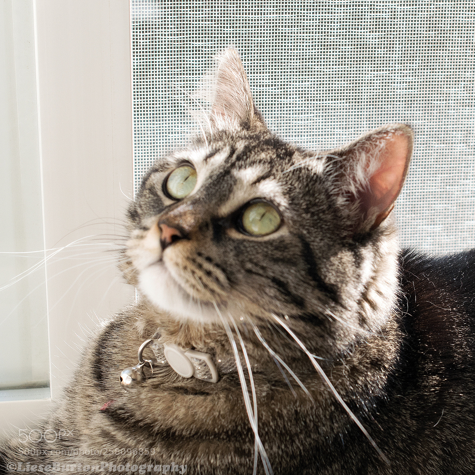 Nikon D750 sample photo. Cat in a window photography