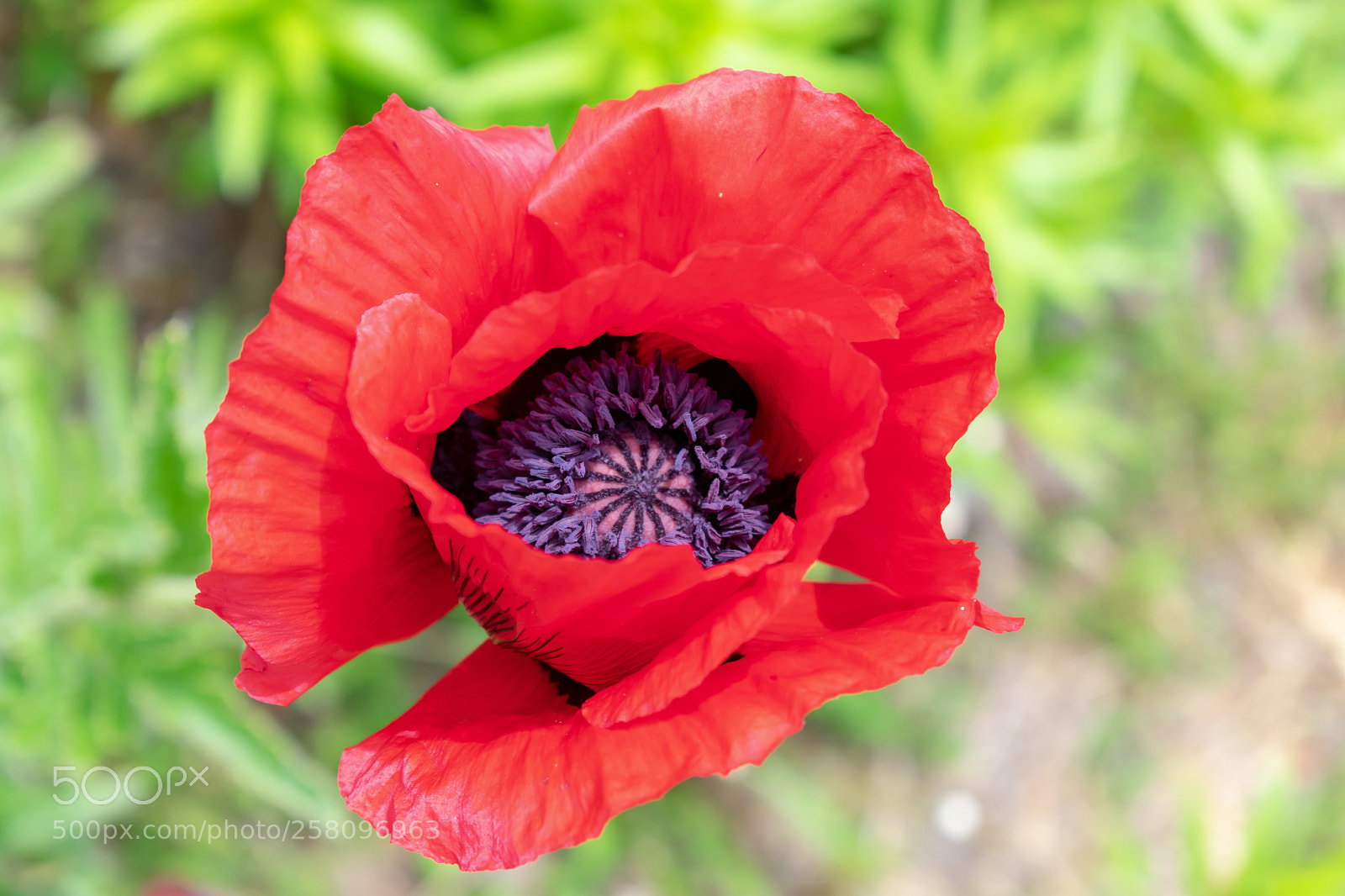 Nikon D3400 sample photo. Poppy  photography