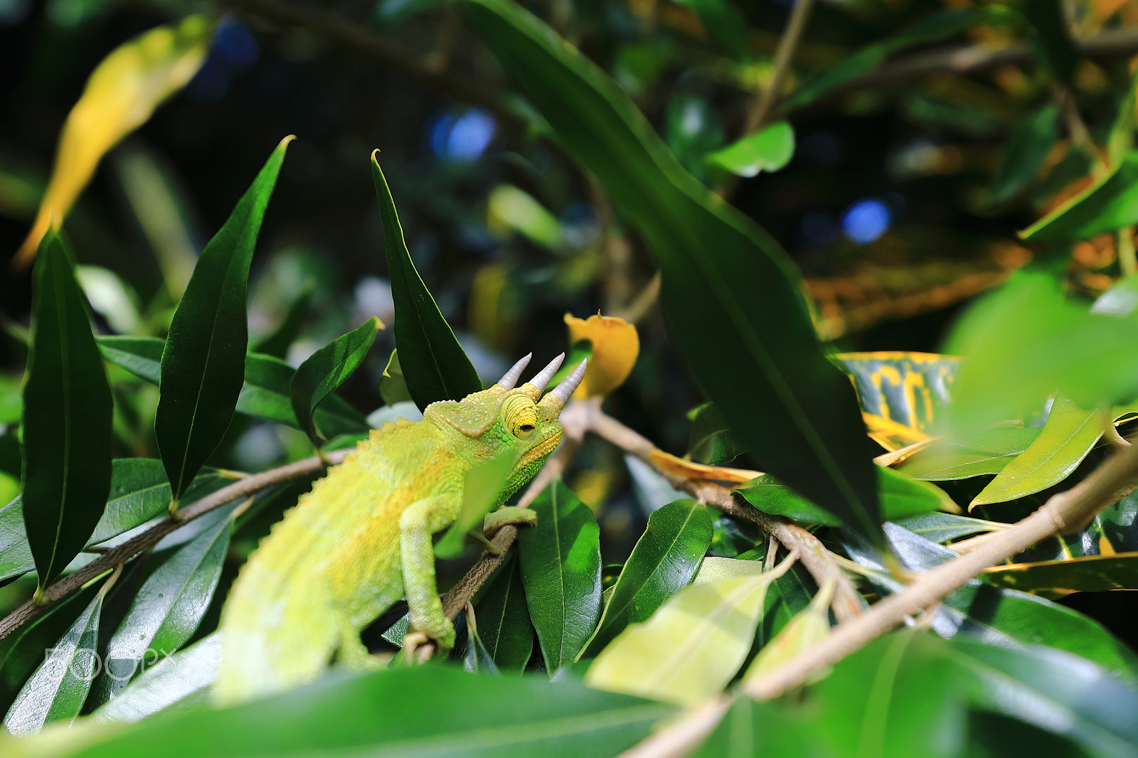 Canon EF 16-35mm F2.8L III USM sample photo. Jacksons chameleon photography