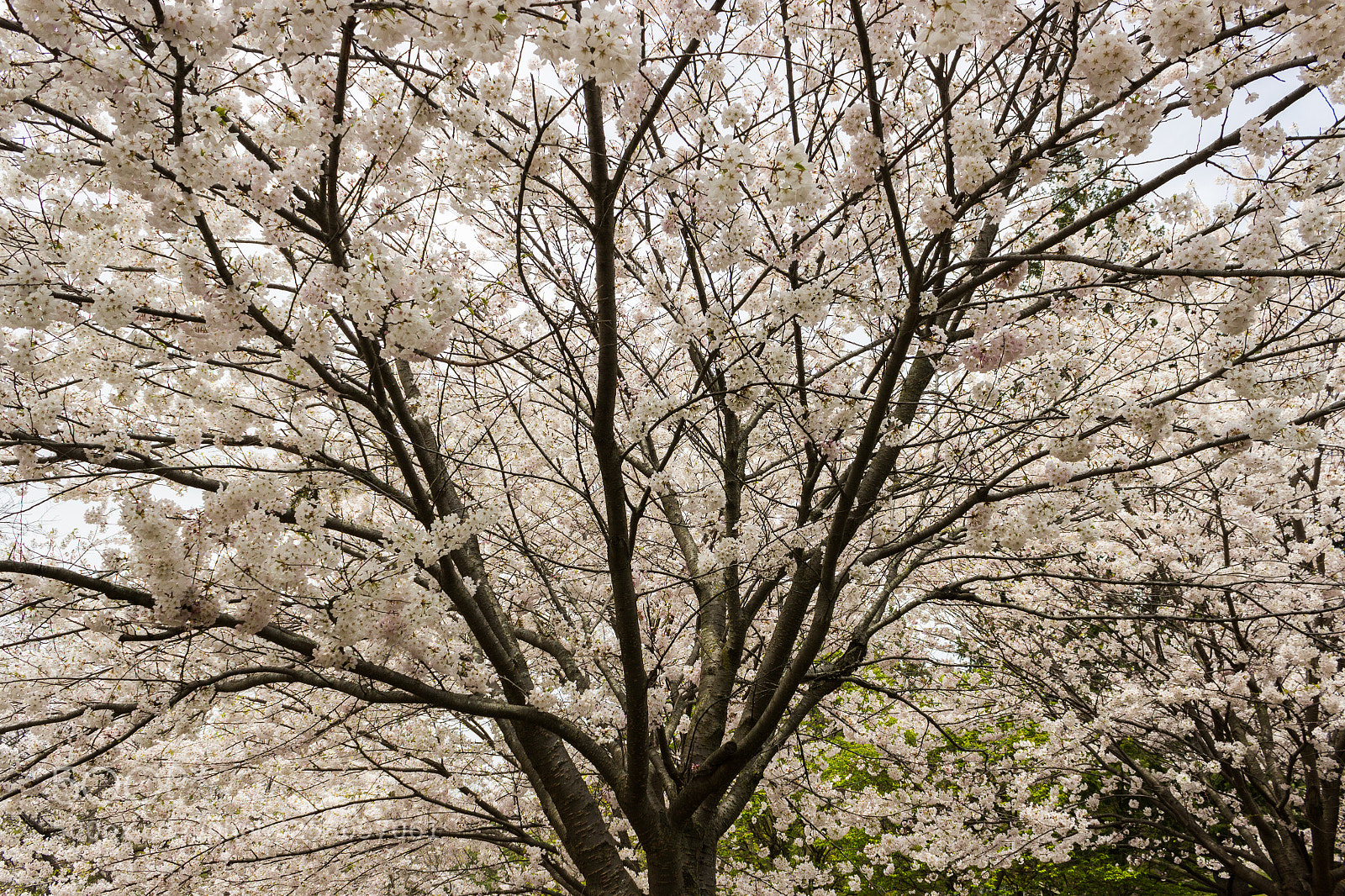 Canon EOS 600D (Rebel EOS T3i / EOS Kiss X5) sample photo. Cherry blossom tree photography