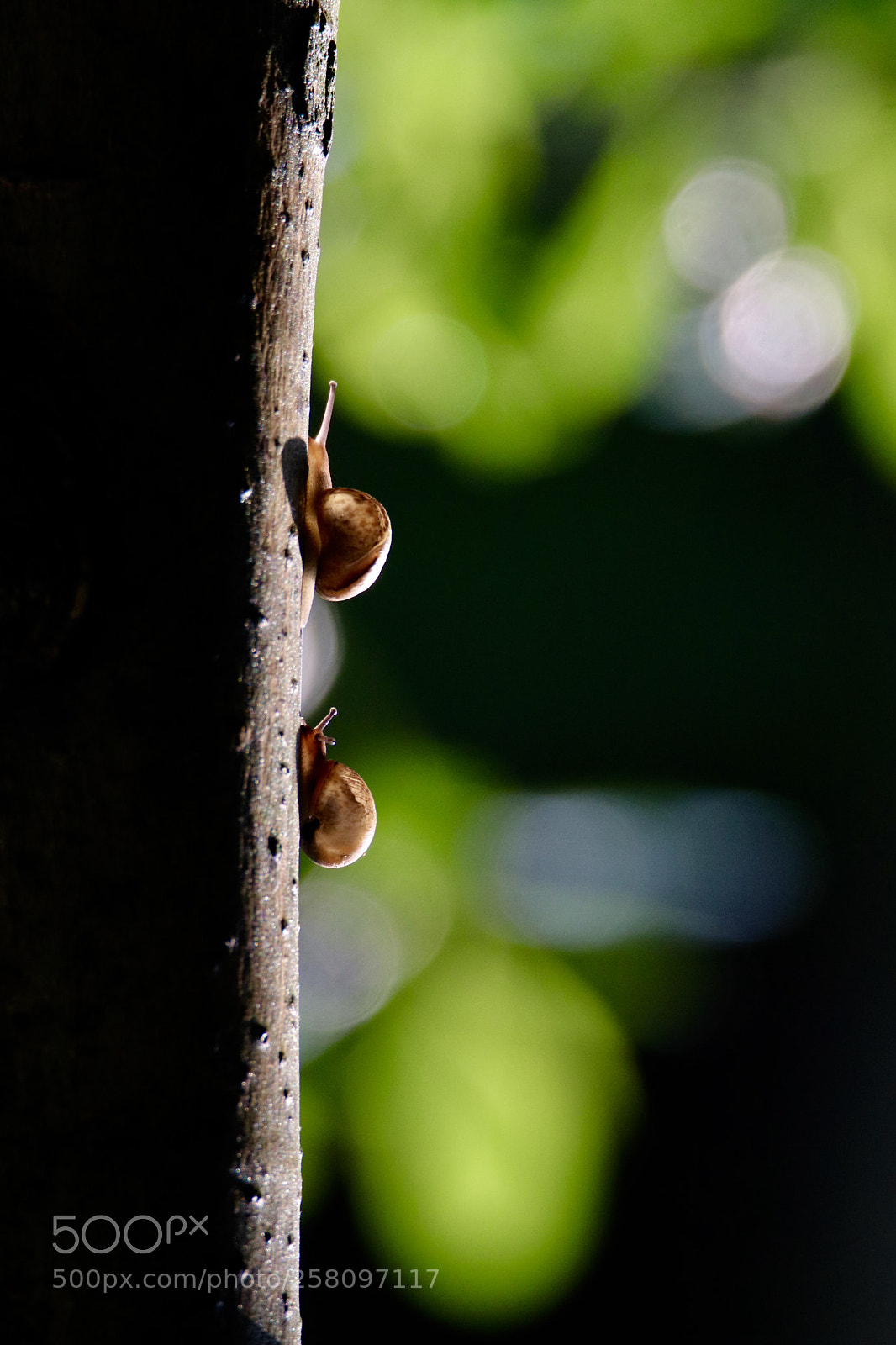 Canon EOS 80D sample photo. I will go up photography