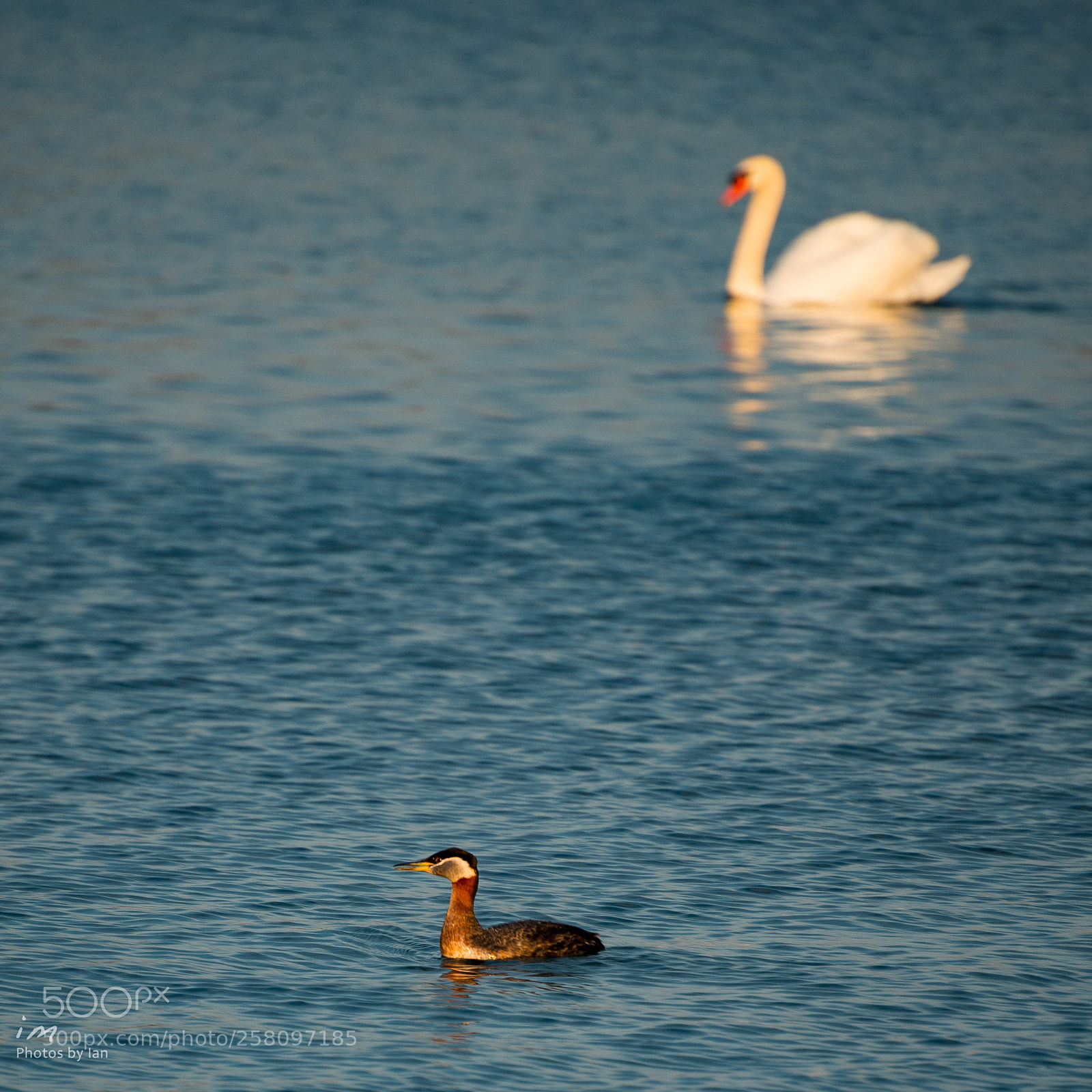 Nikon D610 sample photo. Red-necked grebe photography