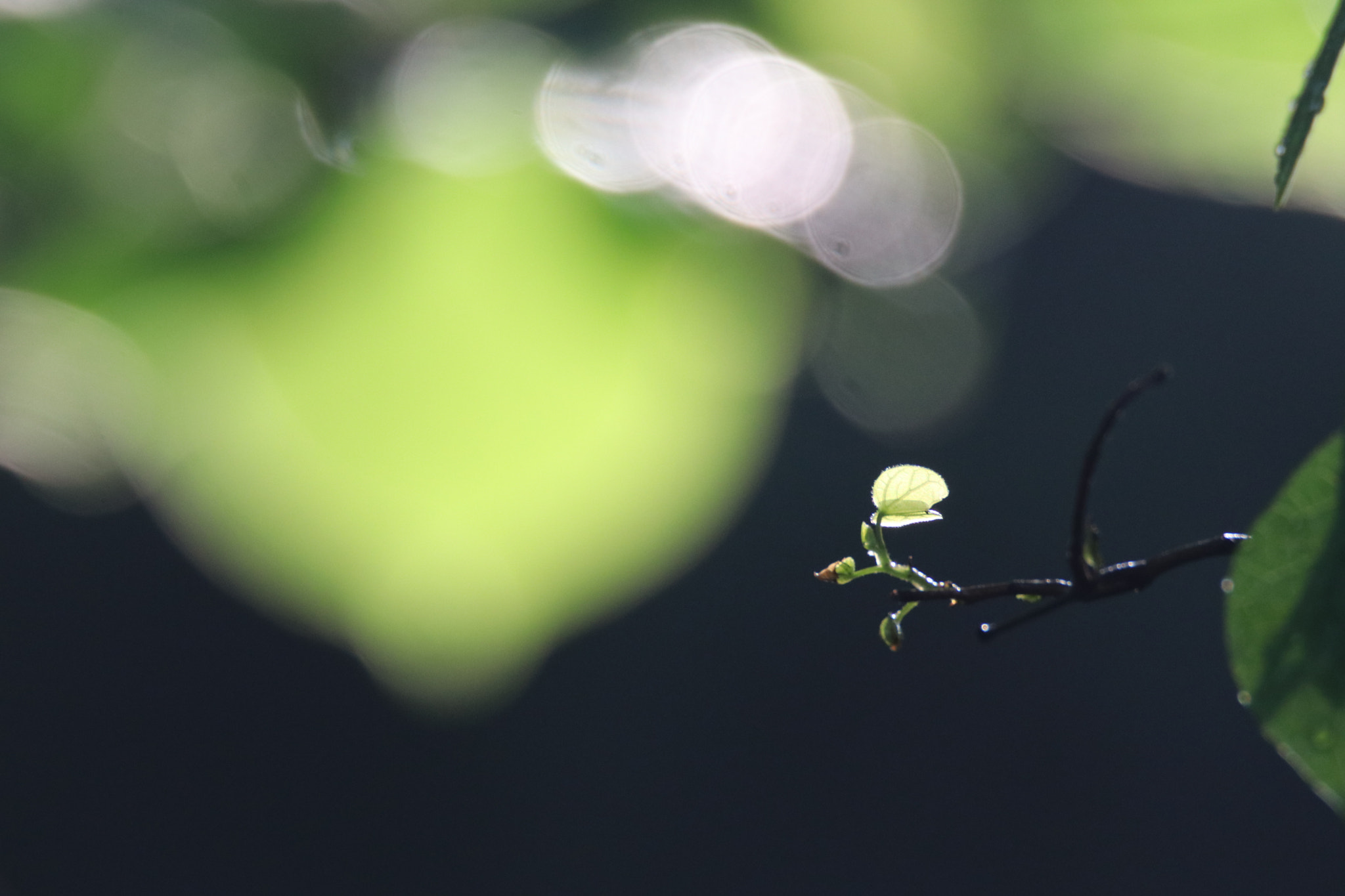 Tamron SP 150-600mm F5-6.3 Di VC USD sample photo. 夏之嫩叶young leaves of summer photography