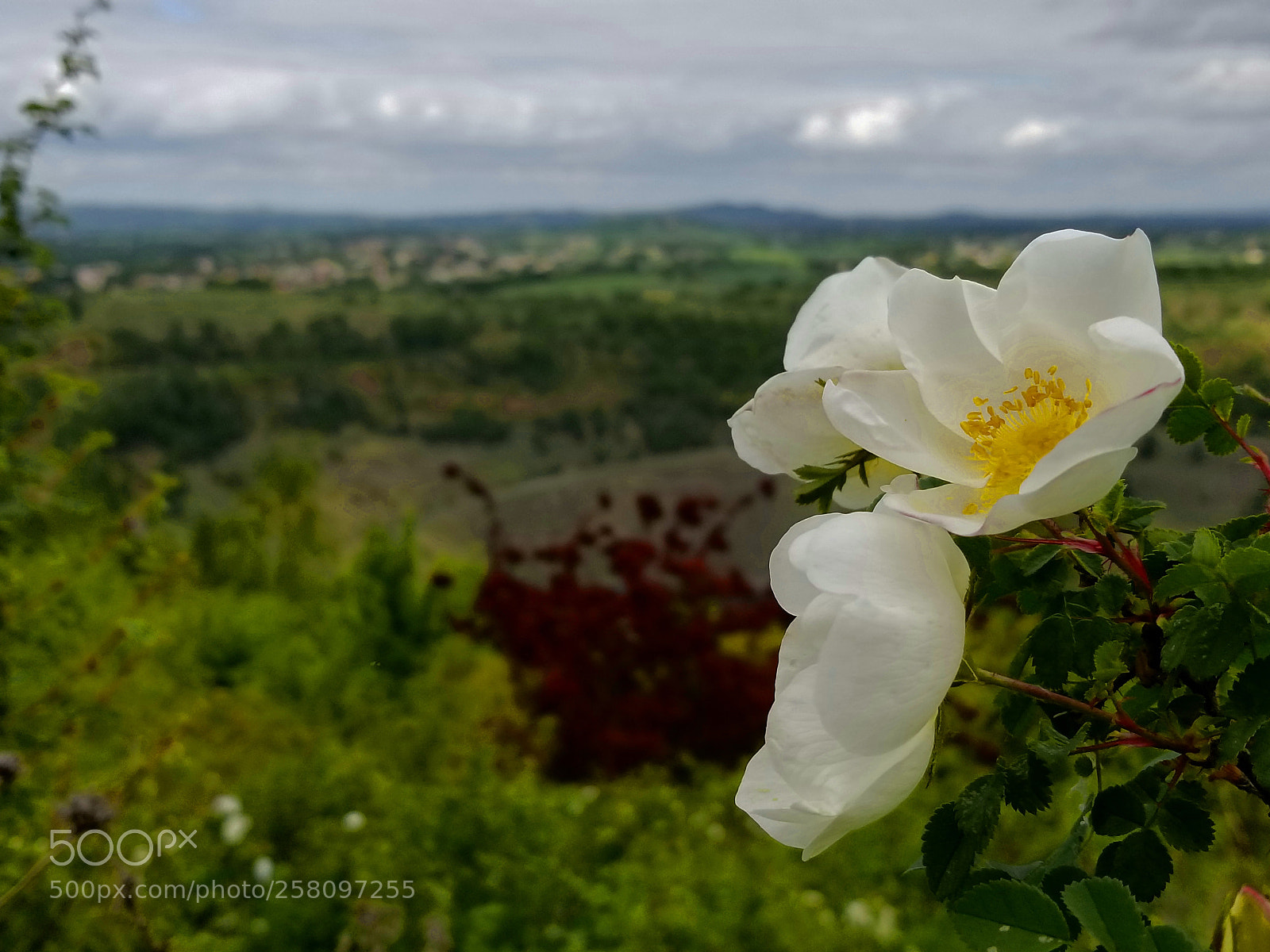 Samsung Galaxy S8 sample photo. Guardian of the valley photography