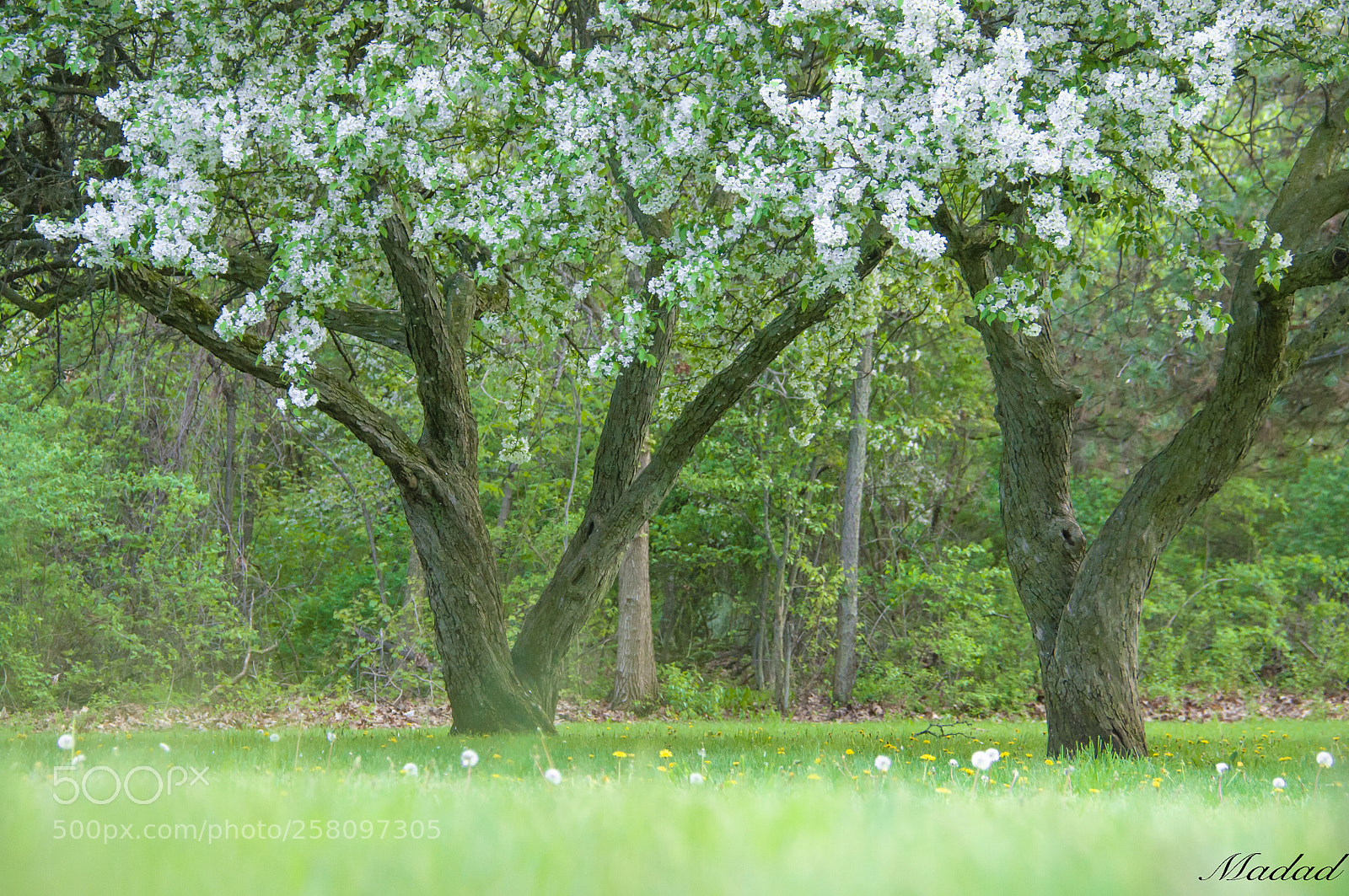 Nikon D90 sample photo. Untitled photography