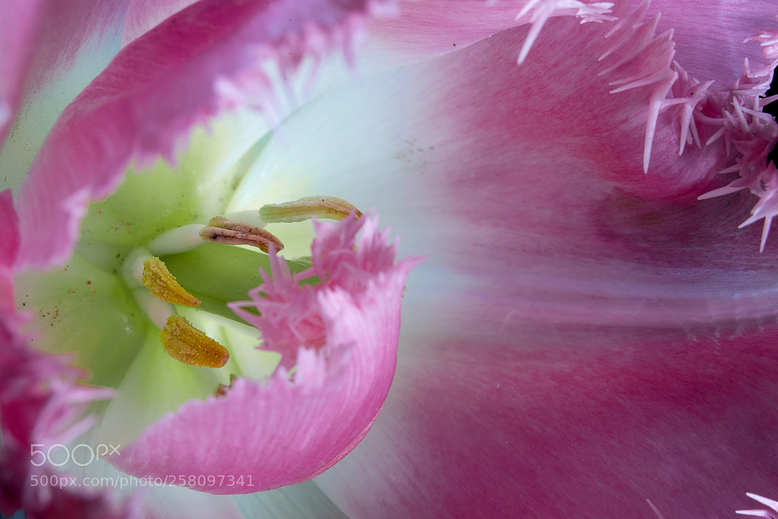Nikon D750 sample photo. Core photography