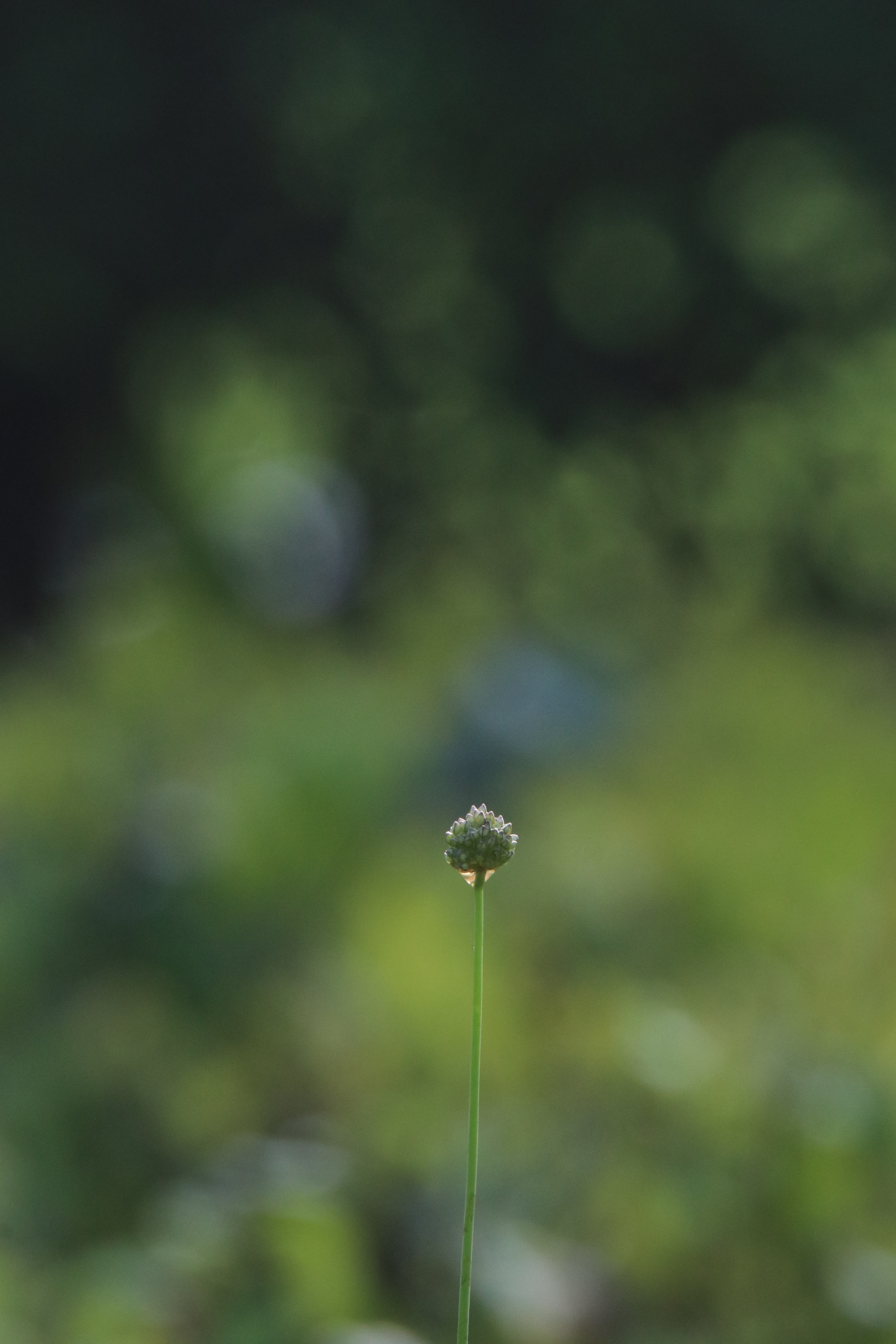 Tamron SP 150-600mm F5-6.3 Di VC USD sample photo. 孤alone photography