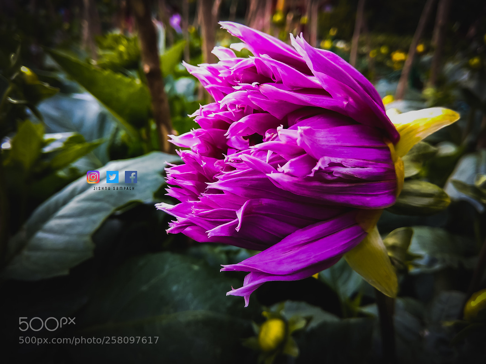 Xiaomi Redmi Note 4 sample photo. Untitled photography