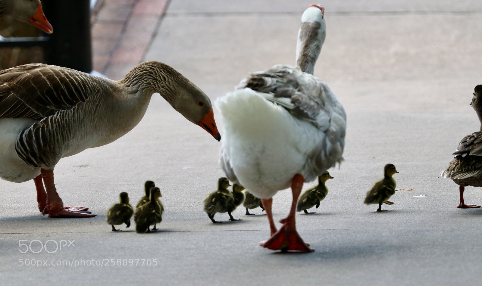Canon EOS 80D sample photo. Baby ducks crossing  photography